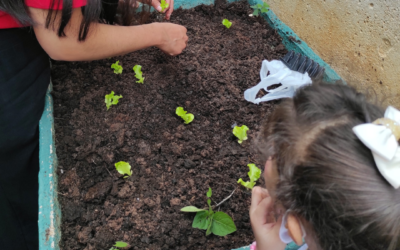 Plantando conhecimentos e colhendo aprendizados!